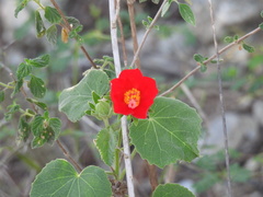 Hibiscus martianus