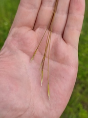Stipa pennata