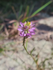 Polygala curtissii