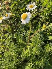 Tripleurospermum maritimum