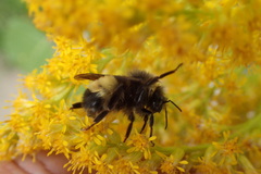Bombus terricola