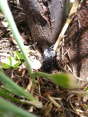 Capnodis tenebrionis