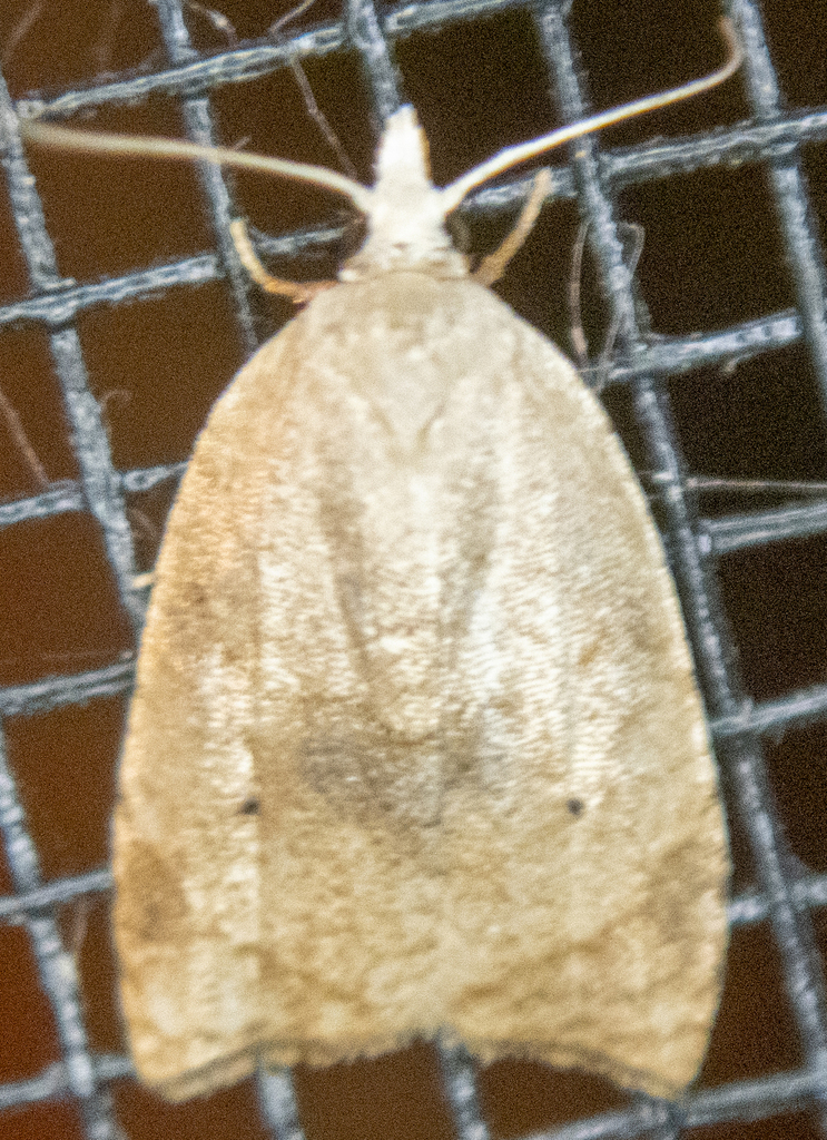 Batman Moth from Shepard Settlement, Onondaga County, NY, USA on August ...