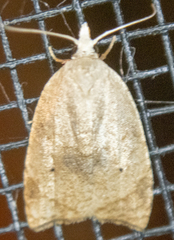 Coelostathma discopunctana