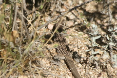 Aspidoscelis exsanguis