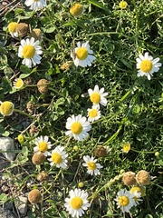 Tripleurospermum maritimum