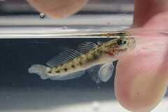 Microgobius gulosus