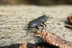 Dorcus parallelipipedus