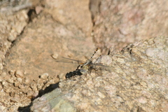 Erpetogomphus compositus