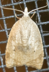 Coelostathma discopunctana