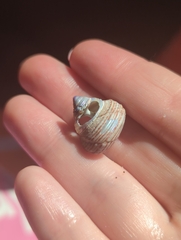 Calliostoma ligatum