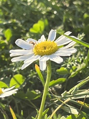 Tripleurospermum maritimum