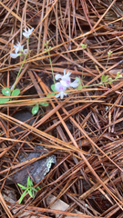 Lespedeza procumbens