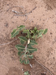 Asclepias arenaria