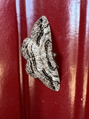 Neoalcis californiaria