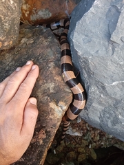 Laticauda saintgironsi