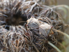 Ancyrosoma leucogrammes