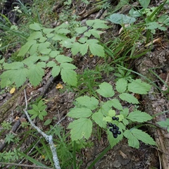 Actaea spicata
