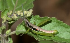 Neorthacris