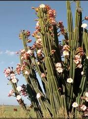 Cereus hildmannianus