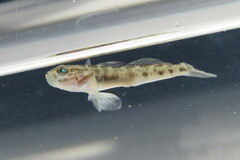 Microgobius gulosus