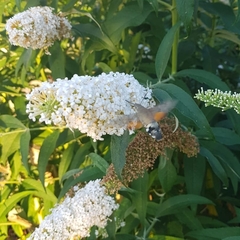 Macroglossum stellatarum