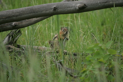 Callospermophilus lateralis