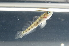 Microgobius gulosus