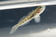 Microgobius gulosus
