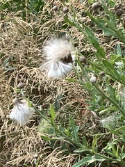 Cirsium arvense