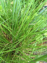 Carex stricta