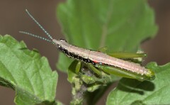 Neorthacris