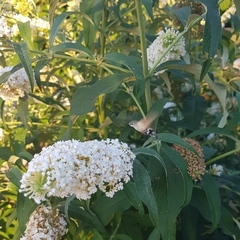 Macroglossum stellatarum