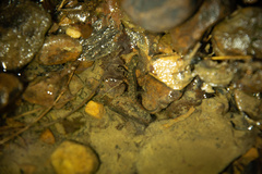 Desmognathus welteri