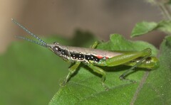 Neorthacris