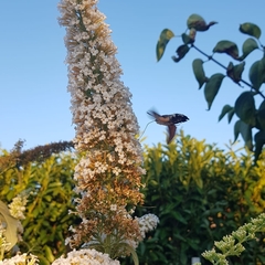 Macroglossum stellatarum