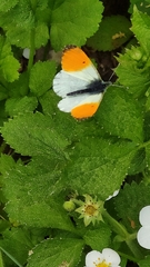 Anthocharis cardamines