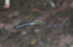 Aeshna mixta