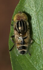Eristalinus