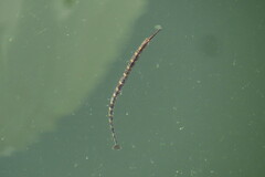 Syngnathus louisianae