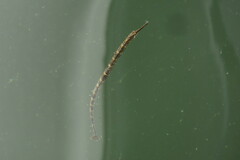 Syngnathus louisianae
