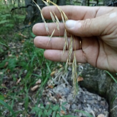 Bromus benekenii
