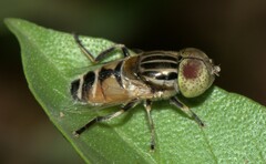 Eristalinus