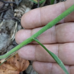 Bromus benekenii