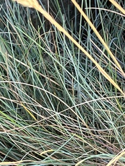 Festuca ovina