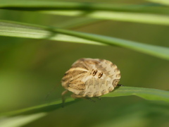 Graphosoma italicum italicum