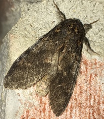 Peridea angulosa