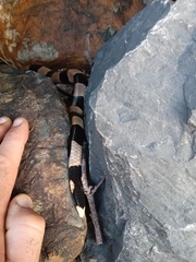 Laticauda saintgironsi