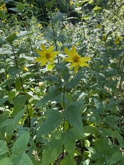 Helianthus decapetalus