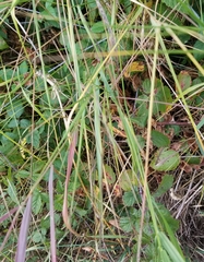 Elymus glaucus